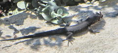 Ninurta coeruleopunctatus