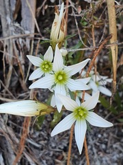 Gentianella stellata