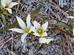 Gentianella stellata