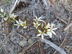 Gentianella stellata