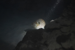 Nautilus macromphalus