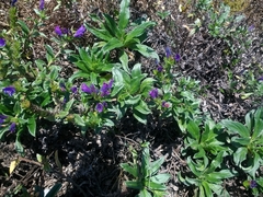 Echium rosulatum davaei