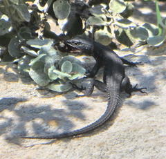 Ninurta coeruleopunctatus