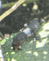 Ninurta coeruleopunctatus