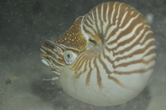 Nautilus macromphalus