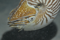 Nautilus macromphalus