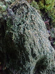 Trapeliopsis granulosa