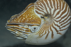 Nautilus macromphalus
