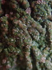 Trapeliopsis granulosa