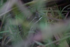 Lithobates pustulosus