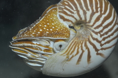 Nautilus macromphalus