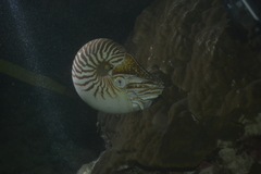 Nautilus macromphalus