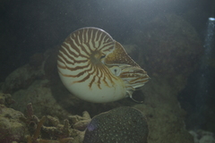 Nautilus macromphalus