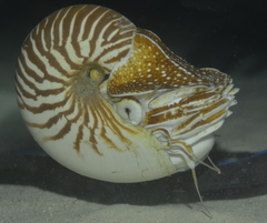 Nautilus macromphalus