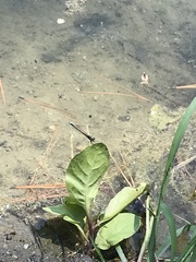Ischnura denticollis