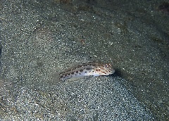 Ctenogobiops crocineus