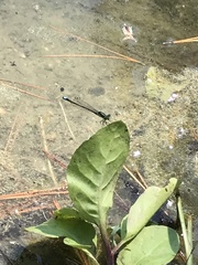 Ischnura denticollis
