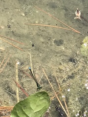 Ischnura denticollis