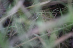 Lithobates pustulosus