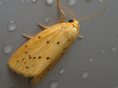 Stigmatophora flava leacrita