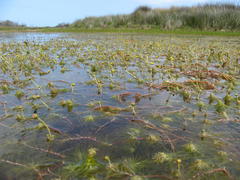 Cotula myriophylloides
