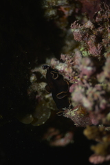 Pseudobiceros splendidus