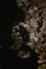 Pseudobiceros splendidus