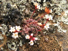 Crassula exilis exilis