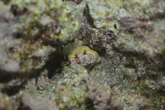 Cryptoplax larvaeformis