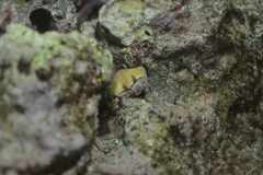 Cryptoplax larvaeformis