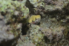 Cryptoplax larvaeformis
