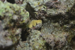 Cryptoplax larvaeformis