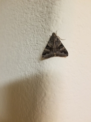 Melipotis perpendicularis