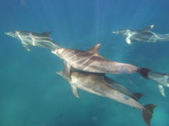 Indo-Pacific Bottlenose Dolphin photo 2