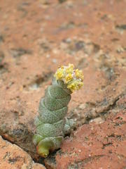 Crassula vestita