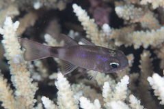 Nectamia bandanensis