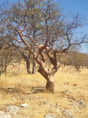 Commiphora glandulosa
