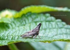Aconophora compressa