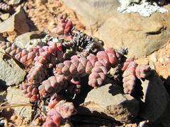 Crassula vestita