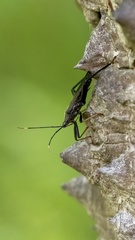 Notobitus meleagris