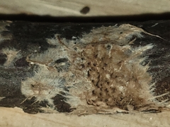 Hydnocristella himantia