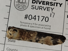 Hydnocristella himantia