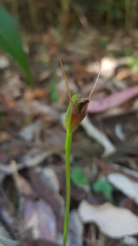 Image of Pterostylis erecta by (c) Sofia Zvolanek, some rights reserved (CC BY)