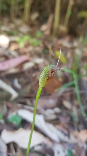 Image of Pterostylis erecta by (c) Sofia Zvolanek, some rights reserved (CC BY)