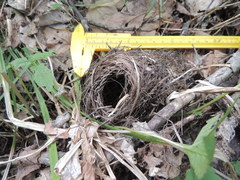 Phylloscopus coronatus