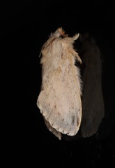 Porela rhabditis