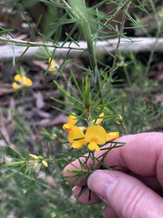 Pultenaea weindorferi