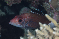 Neoniphon opercularis