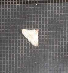 Eublemma perversicolor