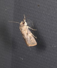 Agrotis interjectionis
